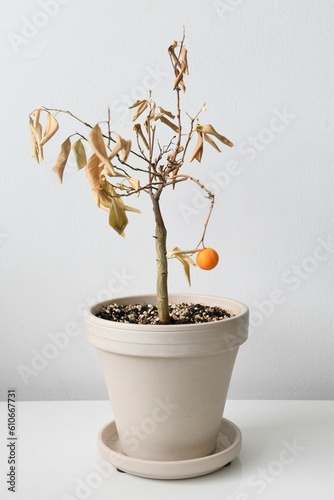 Citrus madurensis, an indoor miniature orange calamondin tree, is a houseplant with green leaves and small orange fruit. Plant is dying and neglected with dry leaves. Portrait orientation.