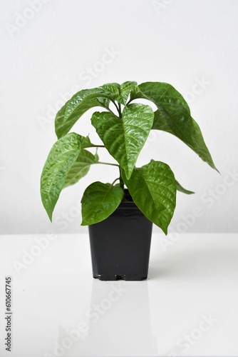Chocolate scotch bonnet pepper plant (Capsicum chinense), chilli grown indoors. Green leaves with a black pot, isolated on a white background. 