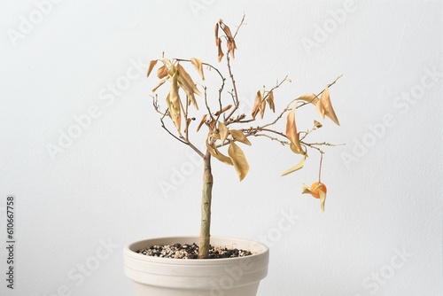 Citrus madurensis, an indoor miniature orange calamondin tree, is a houseplant with green leaves and small orange fruit. Plant is dying and neglected with dry leaves. Landscape orientation. photo