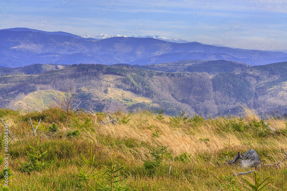 View through tall dry grass from the hiking trail near Skrzyczne on an autumn sunny afternoon in Beskid Śląski, Poland