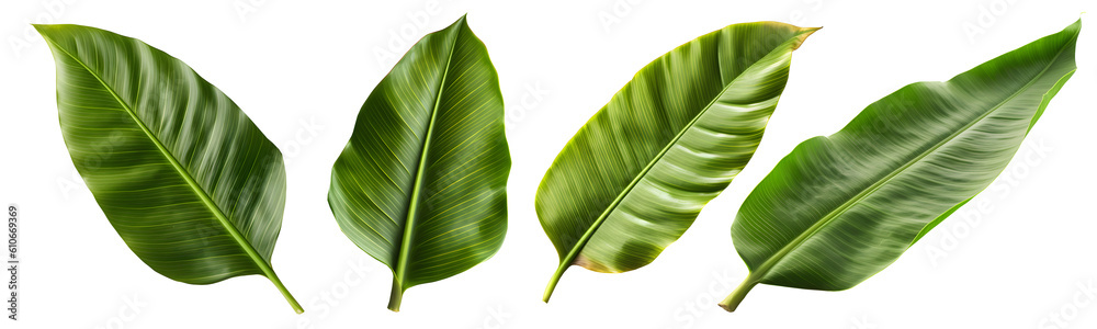 Fototapeta premium Fresh whole banana leaf isolated on transparent background, Generative AI Technology