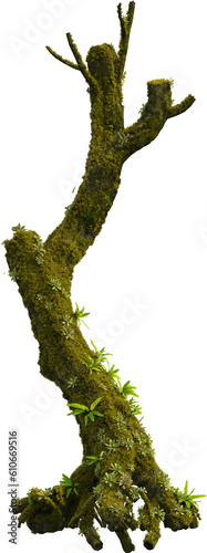 Valokuva Side view of mossy trunk