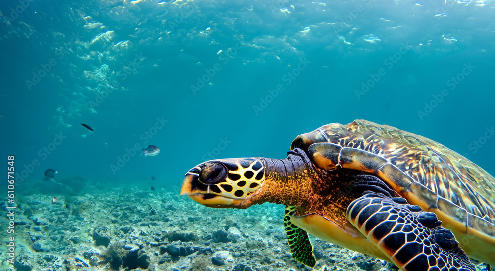 Obraz premium beautiful sea turtle swimming in the middle of the sea in crystal clear water