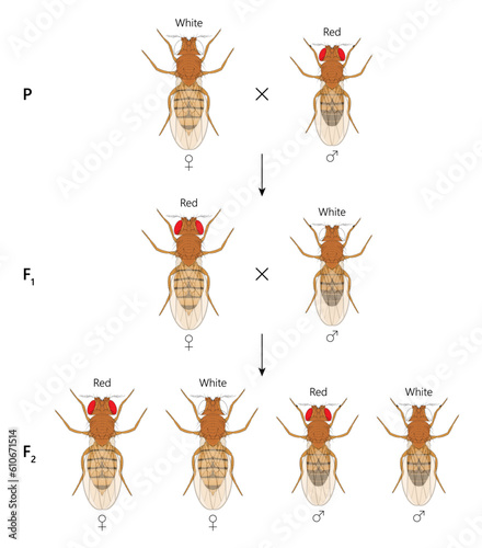 X-linked inheritance. Сross between White-eyed female Fruit Fly (Drosophila melanogaster) and Red-eyed male. photo