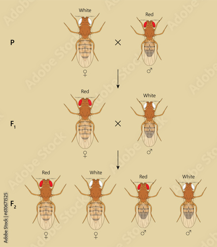 X-linked inheritance. Сross between White-eyed female Fruit Fly (Drosophila melanogaster) and Red-eyed male.