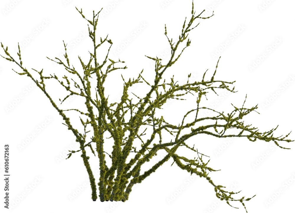 Fototapeta premium Side view of dead tree