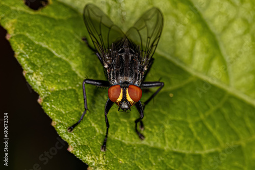 Adult Flesh Fly of the Family Sarcophagidae photo