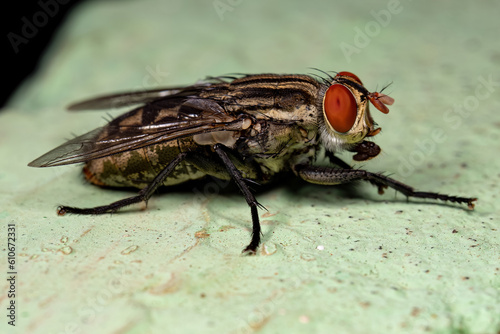 Adult Flesh Fly of the Family Sarcophagidae photo