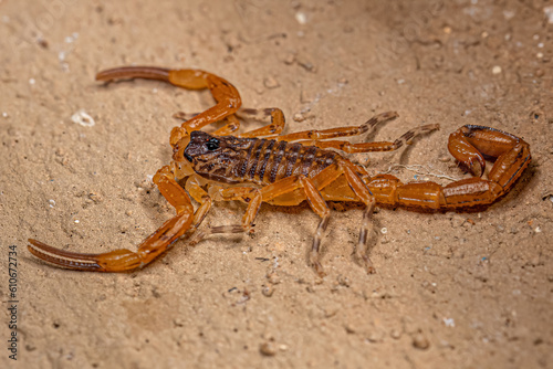 Small Female Brazilian Yellow Scorpion © Clara