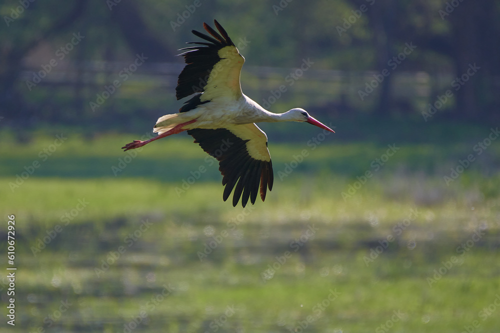 Naklejka premium Amazing stork its in natural environment in spring, Danubian forest, Austria