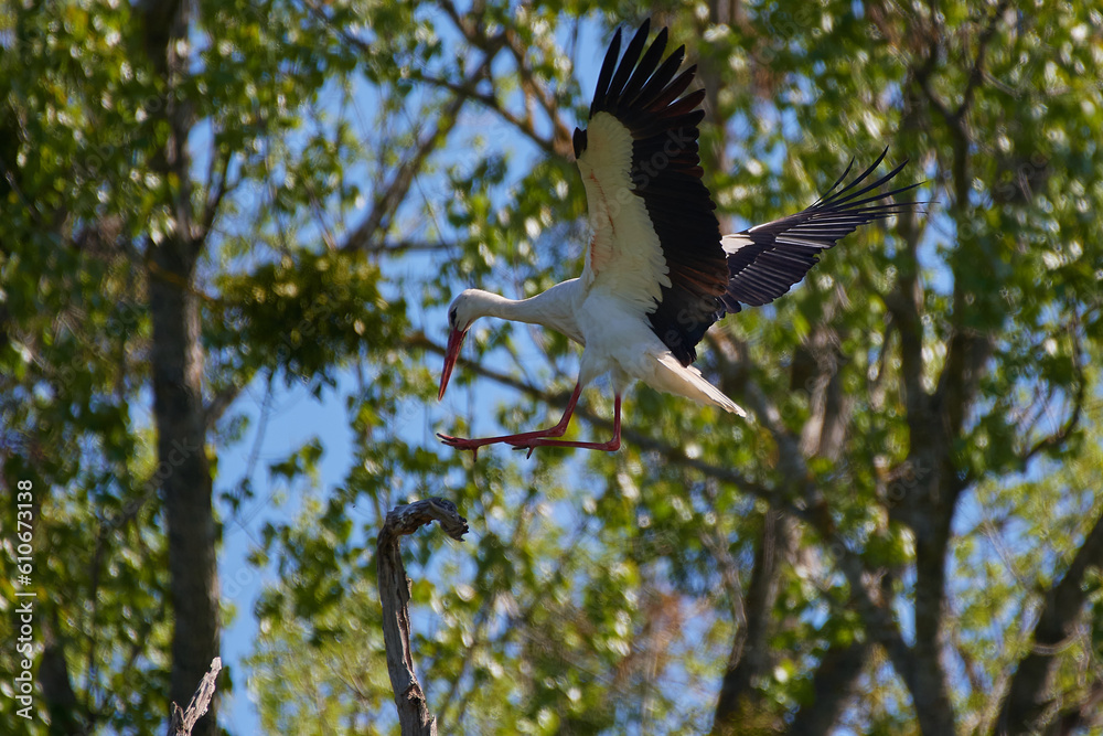 Amazing stork its in natural environment in spring, Danubian forest, Austria Amazing stork its in natural environment in spring, Danubian forest, Austria