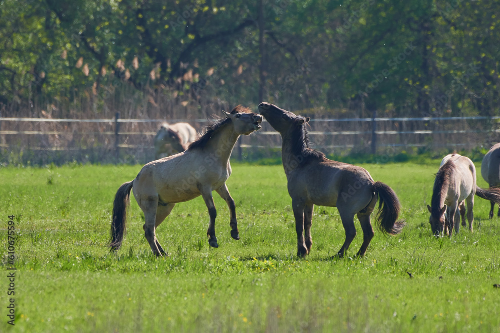 Amazing wild horses on wild meadow in early spring. Amazing wild horses on wild meadow in early spring.