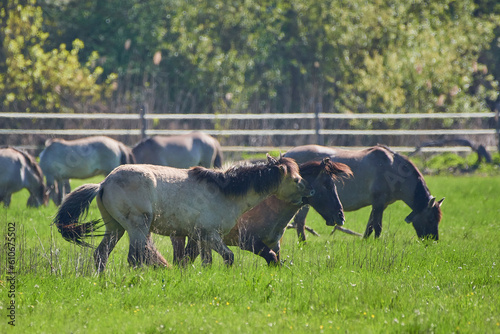 Amazing wild horses on wild meadow in early spring.