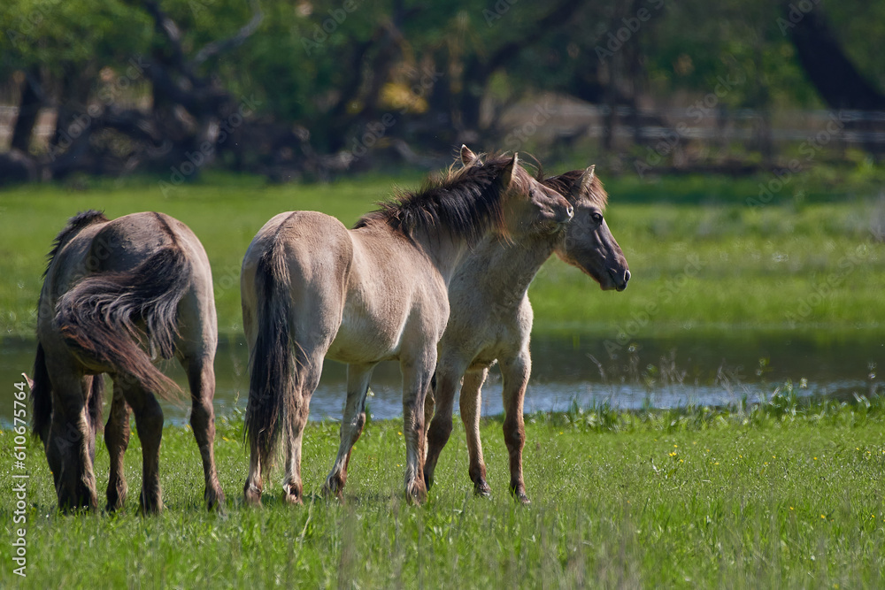 Fototapeta premium Amazing wild horses on wild meadow in early spring.