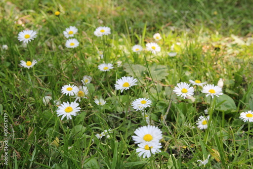 beautiful little daisies between the green blades of grass closeup in springtime