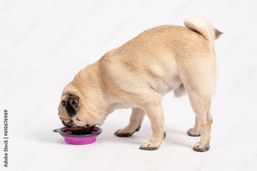 Dog pug breed eating Dog food feeling happiness and enjoy,isolated on grey background,Happy Purebred Dog Concept