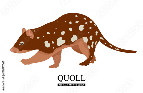 Quoll vector illustration isolated on white background. Tiger quoll or Dasyurus maculatus are carnivorous marsupials native to Australia and New Guinea. Flat cartoon vector illustration photo