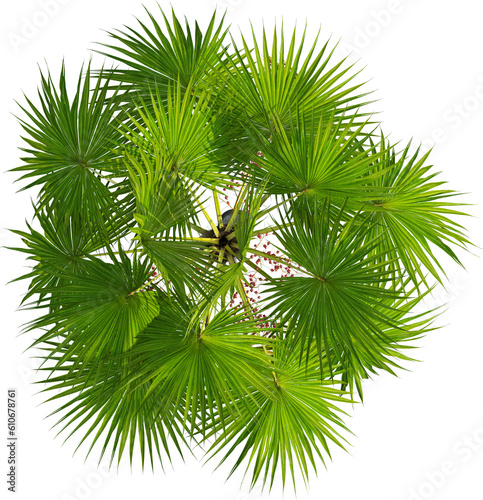 Top view of palm tree