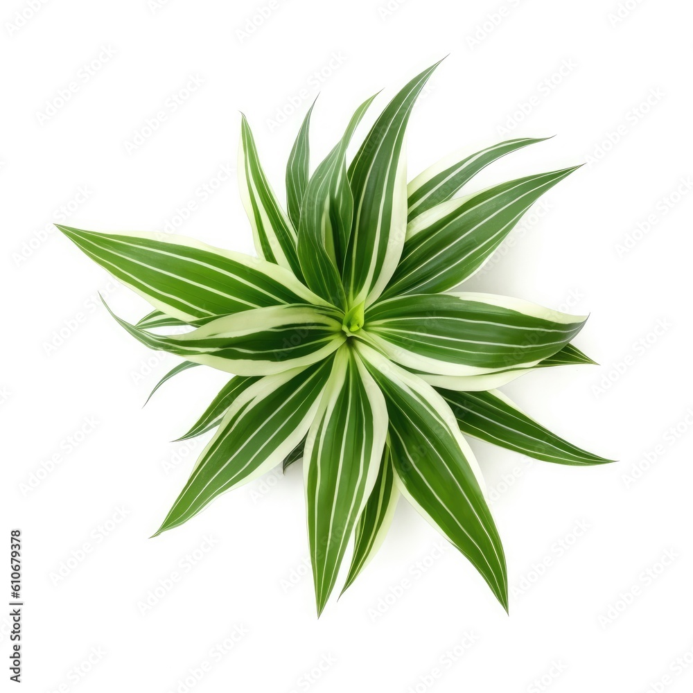 Fototapeta premium Spider plant leaf isolated on white background. Generative AI