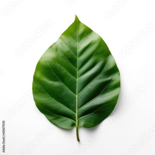 Magnolia leaf isolated on white background. Generative AI