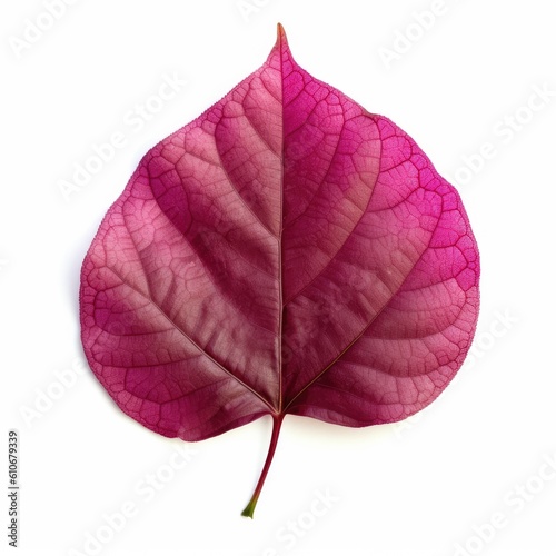 Redbud leaf isolated on white background. Generative AI
