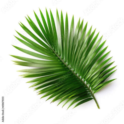 Sago palm leaf isolated on white background. Generative AI