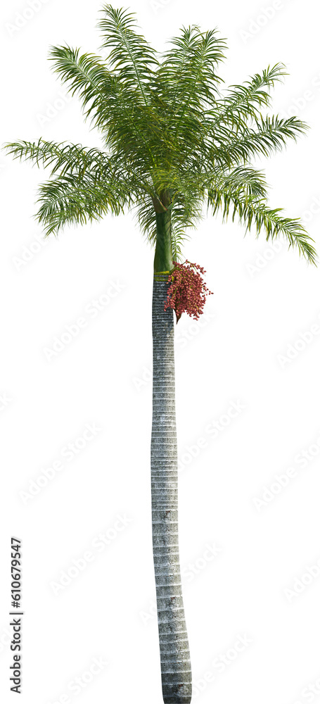Top view of palm tree Top view of palm tree
