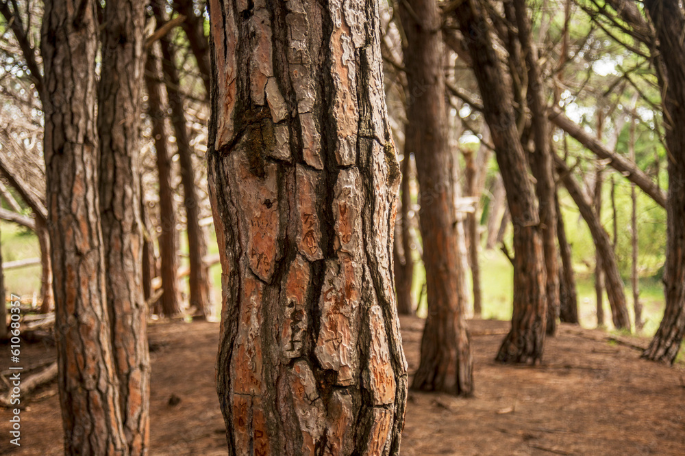 can't see the forest for the trees can't see the forest for the trees
