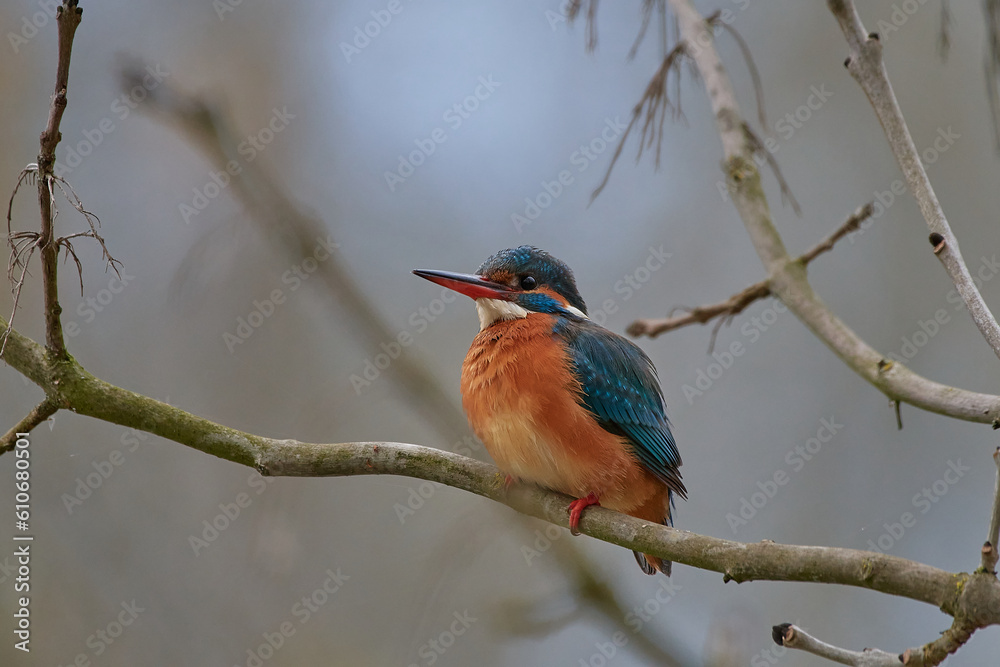 Fototapeta premium kingfisher sits on branch in spring, Danubain wetland, Slovakia