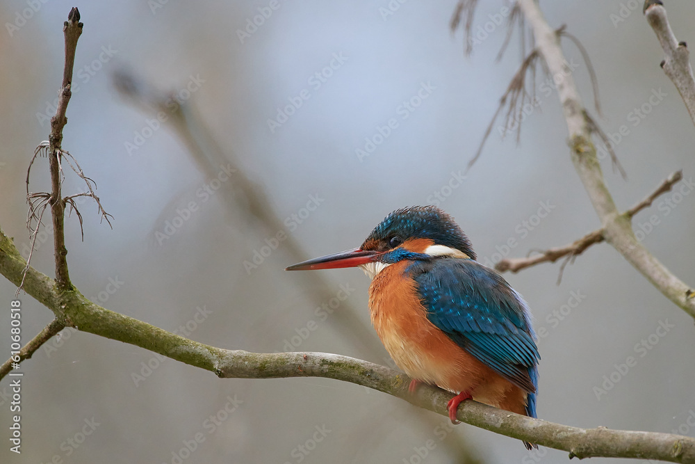 kingfisher sits on branch in spring, Danubain wetland, Slovakia kingfisher sits on branch in spring, Danubain wetland, Slovakia