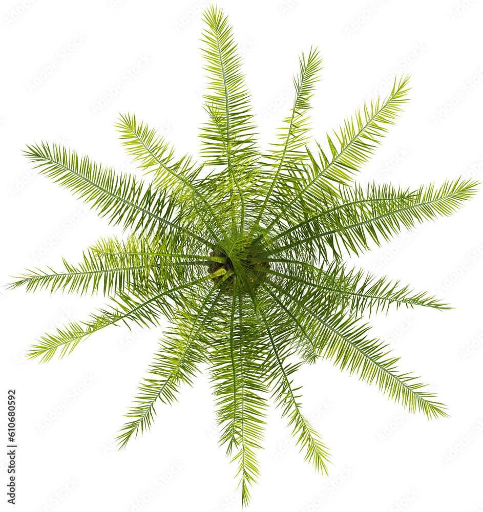 Fototapeta premium Top view of palm tree