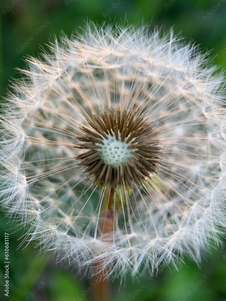 dandelion seed head dandelion seed head