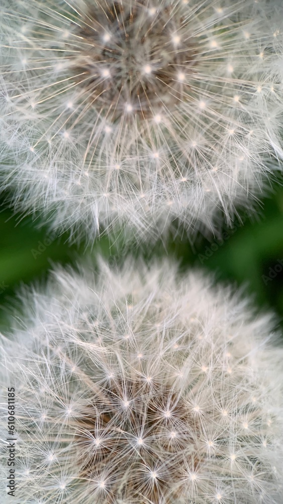 dandelion seed head macro dandelion seed head macro