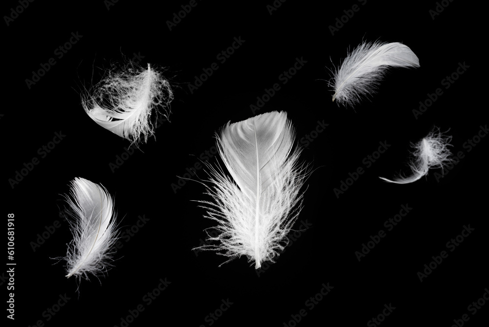 Obraz premium White feather isolated on a black background.