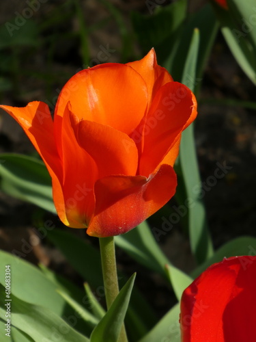 Bright red tulip in sunshine in the garden