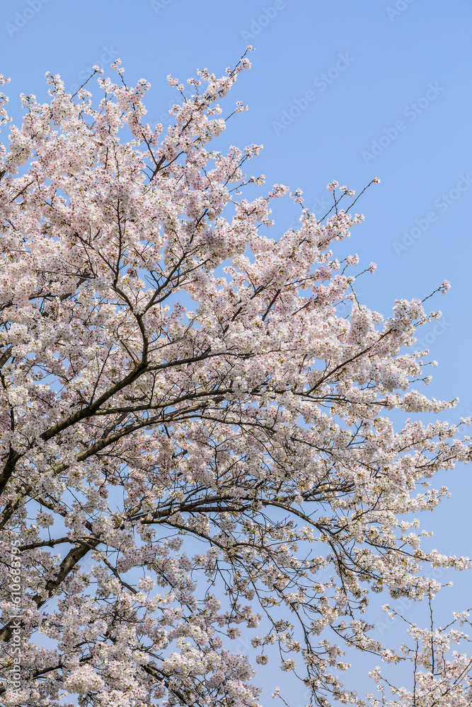 Cherry blossoms bloom in the spring season