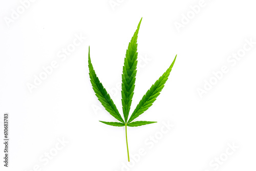 Fresh green Cannabis leaf on white background