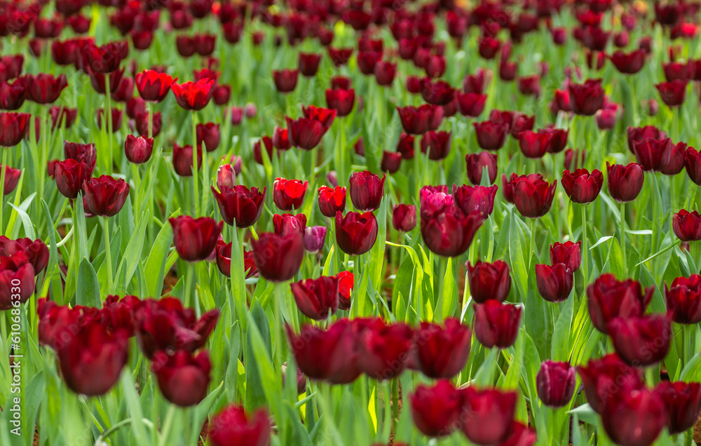 Fototapeta premium Field of red or purple tulips in the garden background with selective focus