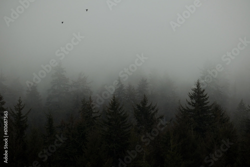 Misty and foggy morning over Hoonah, Icy Strait Point bay in early hours magical landscape scenery tranquility peaceful nature in Alaska during cruise with mountains, trees and woods and low cloudscap photo