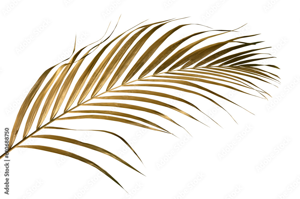 Golden palm leaf PNG on transparent background Abstract monstera leaf ...