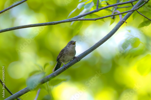 The house wren (Troglodytes aedon) perched on a tree branch during spring courtship