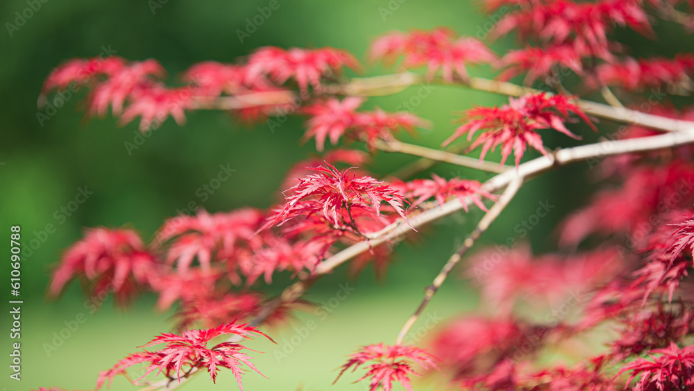 Nature's Palette: The Vibrant Colors of Flowers in the Park