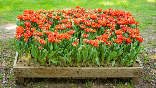Nature's Palette: The Vibrant Colors of Flowers in the Park