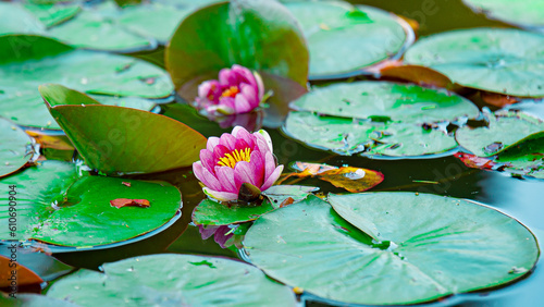 Nature's Palette: The Vibrant Colors of Flowers in the Park