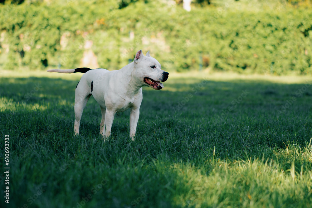 Obraz premium portrait of a beautiful white dog of the pit bull breed Staffordshire terrier on a walk in the park resting