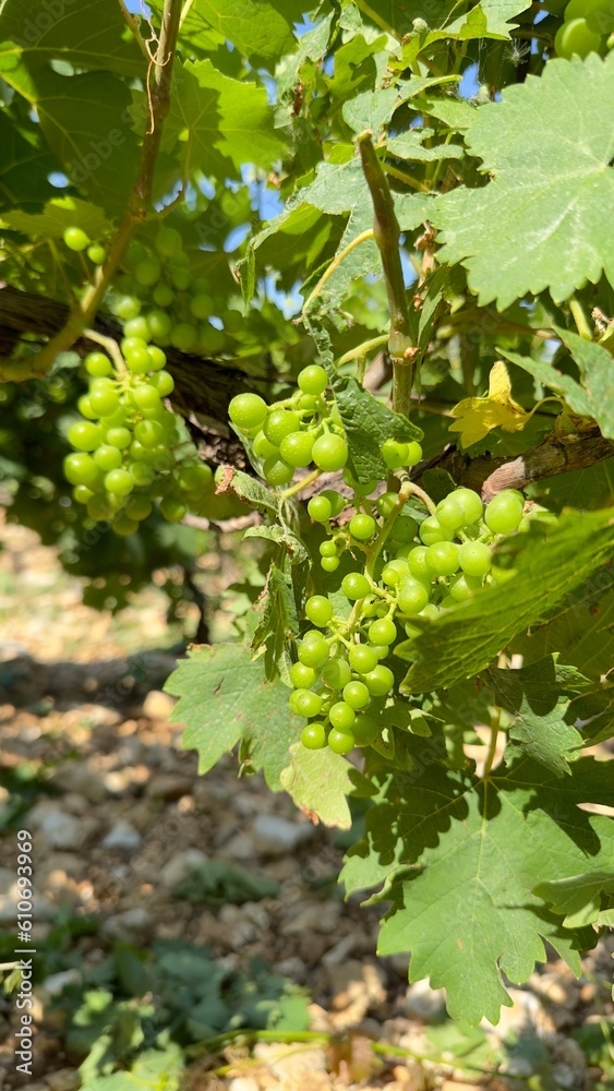 Grapes on vines at the vineyard
