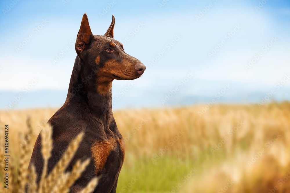Portrait of a young smart dog at the wheat field