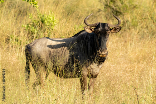 Wild Wildebeest in grass