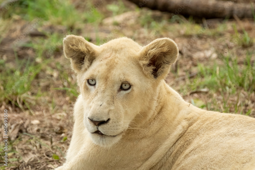 South African Safari Hluhluwe Zulu Wild White Lion Cub South African Safari Hluhluwe Zulu Wild White Lion Cub