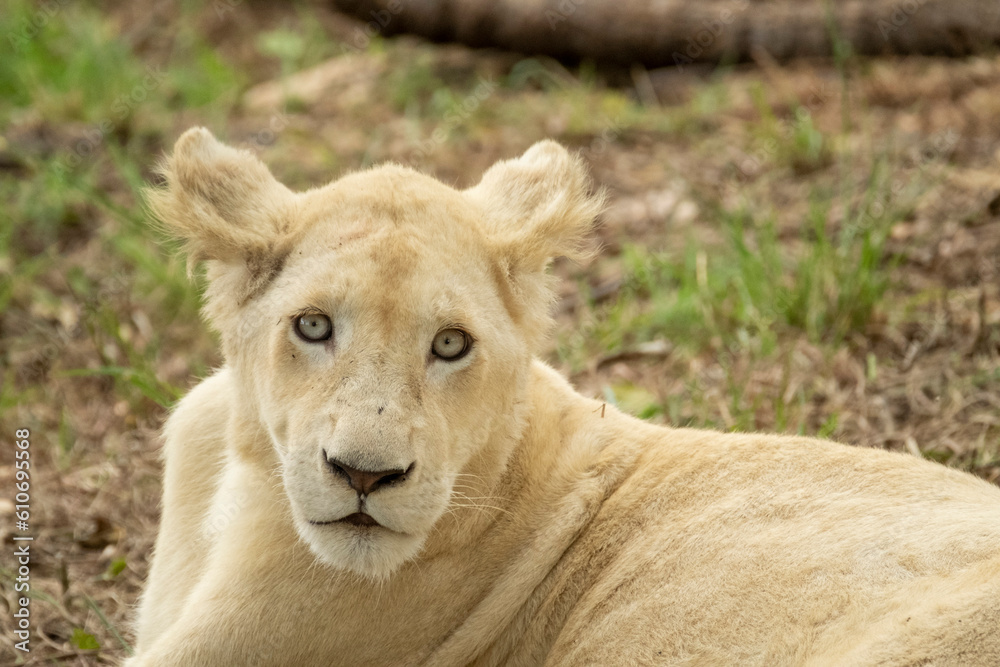 South African Safari Hluhluwe Zulu Wild White Lion Cub South African Safari Hluhluwe Zulu Wild White Lion Cub